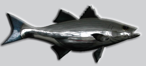 The Striped Bass or Rockfish (Morone saxatilis) is the Maryland State Fish